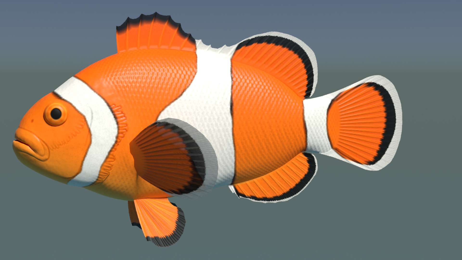 3d clown anemonefish model https://p.turbosquid.com/ts-thumb/39/m6MnBL/rn/turntable/png/1643071952/1920x1080/turn_fit_q99/589fee85d2129ac478d41d7209ca2e6ee64017c9/turntable-1.jpg