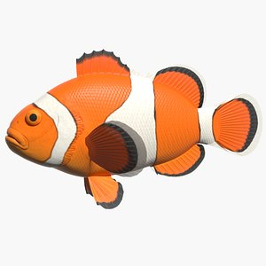 3d clown anemonefish model