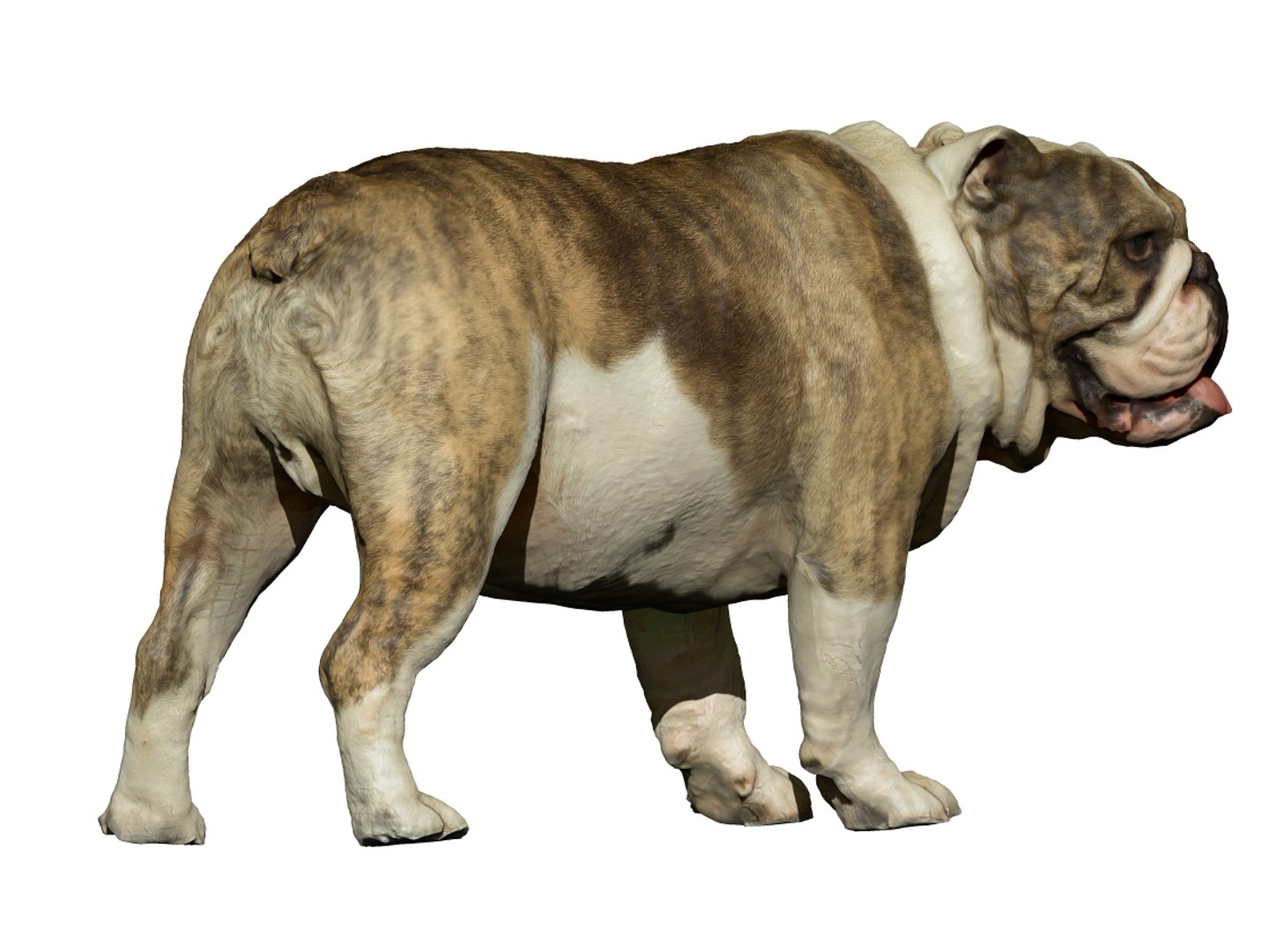 dog scanned photogrammetry model https://p.turbosquid.com/ts-thumb/39/oiJt3c/QVcbGjwv/9/jpg/1542986112/1920x1080/fit_q87/5430d817e77279af4948b0727f48be3d9e79ac6b/9.jpg