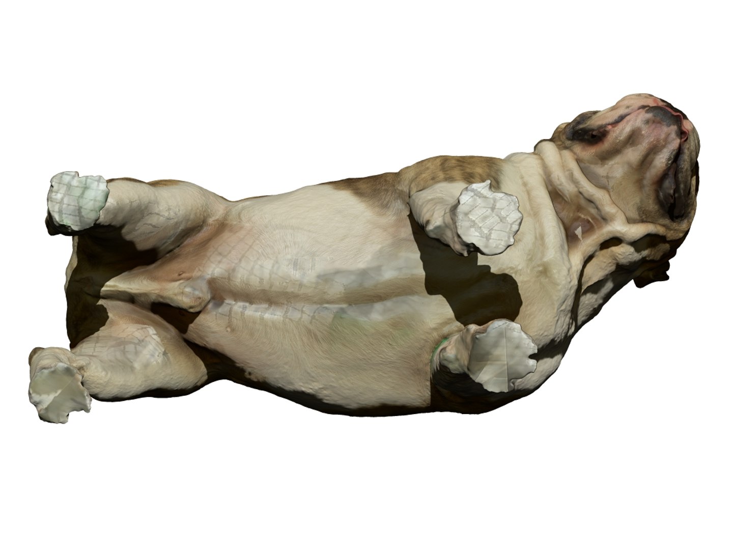 dog scanned photogrammetry model https://p.turbosquid.com/ts-thumb/39/oiJt3c/RuBncrUg/13/jpg/1542986157/1920x1080/fit_q87/6b17326d4d91880926dea85782f2f402e6c05323/13.jpg