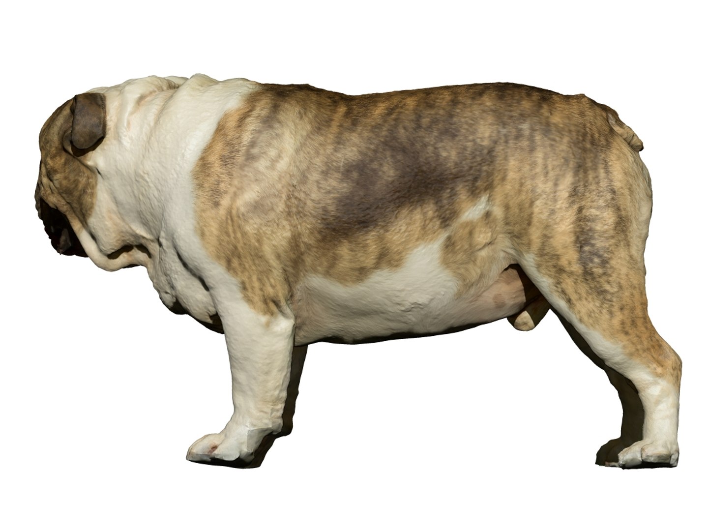 dog scanned photogrammetry model https://p.turbosquid.com/ts-thumb/39/oiJt3c/k299KA2d/5/jpg/1542986058/1920x1080/fit_q87/55c4a5fad47ecf702e577dad8d444b6bcfc95ae2/5.jpg