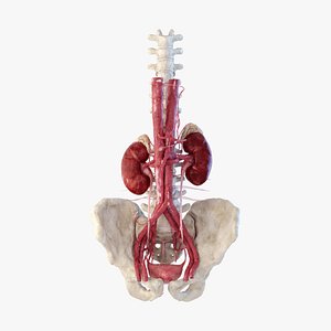 3D Kidney Urinary System