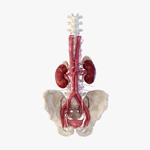 Kidney Urinary System