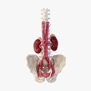 Kidney Urinary System