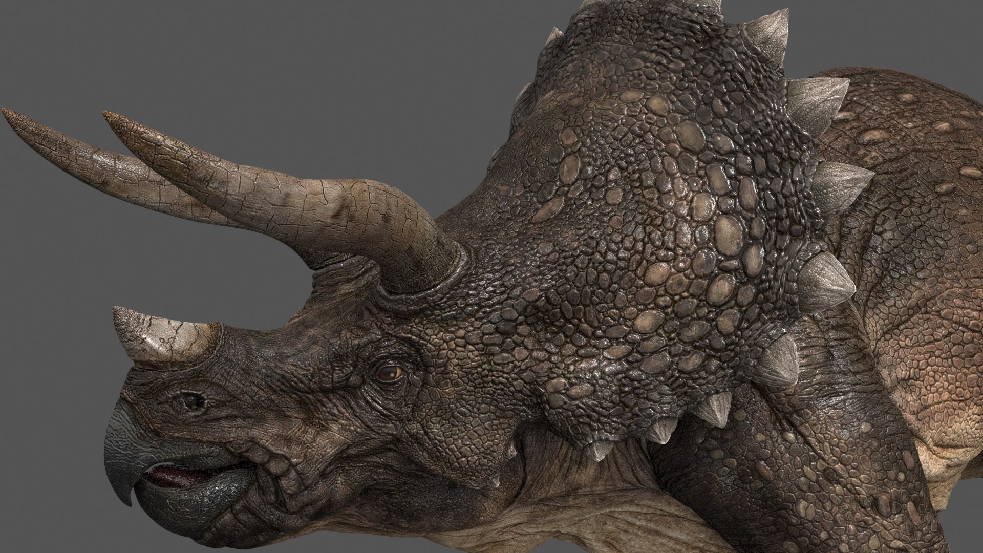 アガベオテロイ　トリケラトプス/triceratops　縦割り株 アガベオテロイ トリケラトプス/triceratops 縦割り株 アガベ