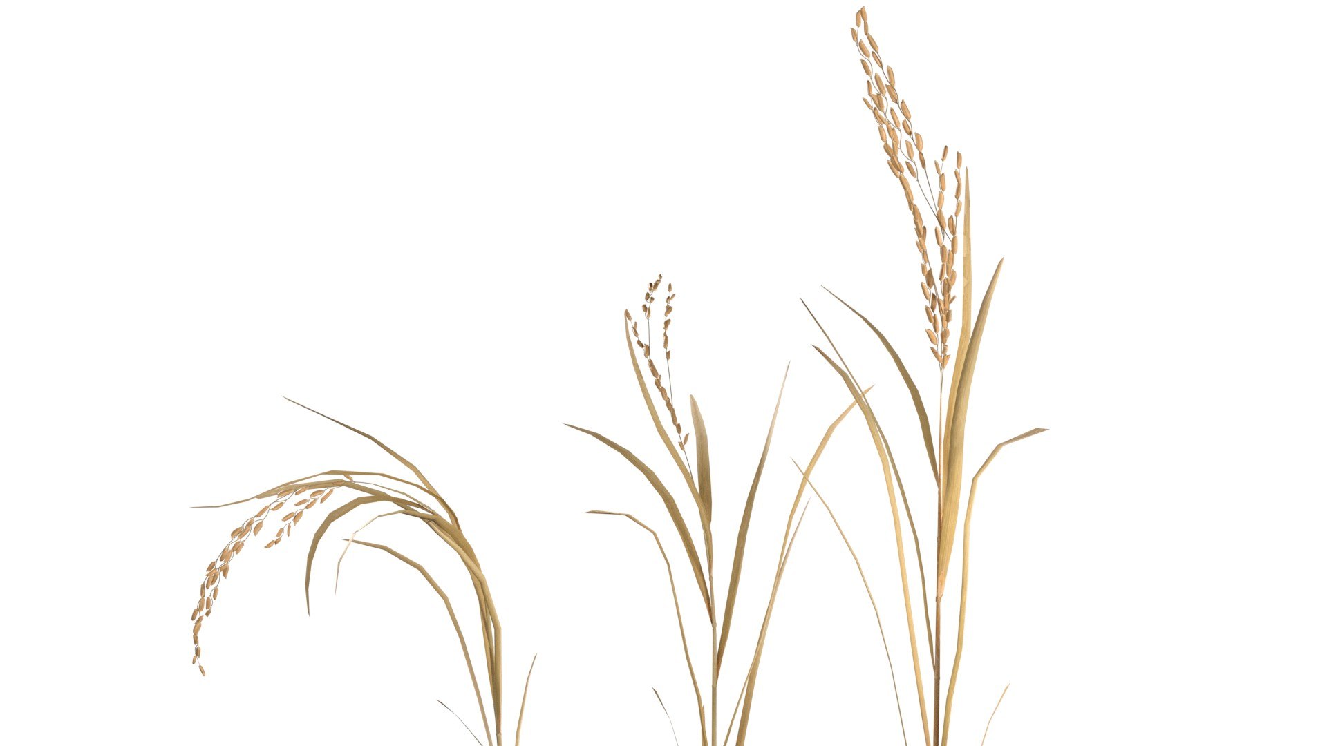 Dried Rice Stalk 3D Model - TurboSquid 2410358