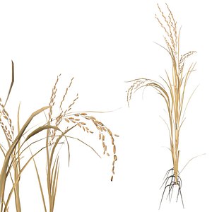 Dried rice stalk 3D model
