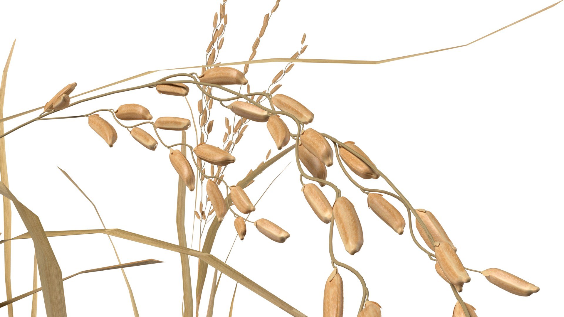 Dried Rice Stalk 3D Model - TurboSquid 2410358