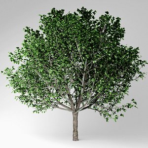 3D model bradford pear tree
