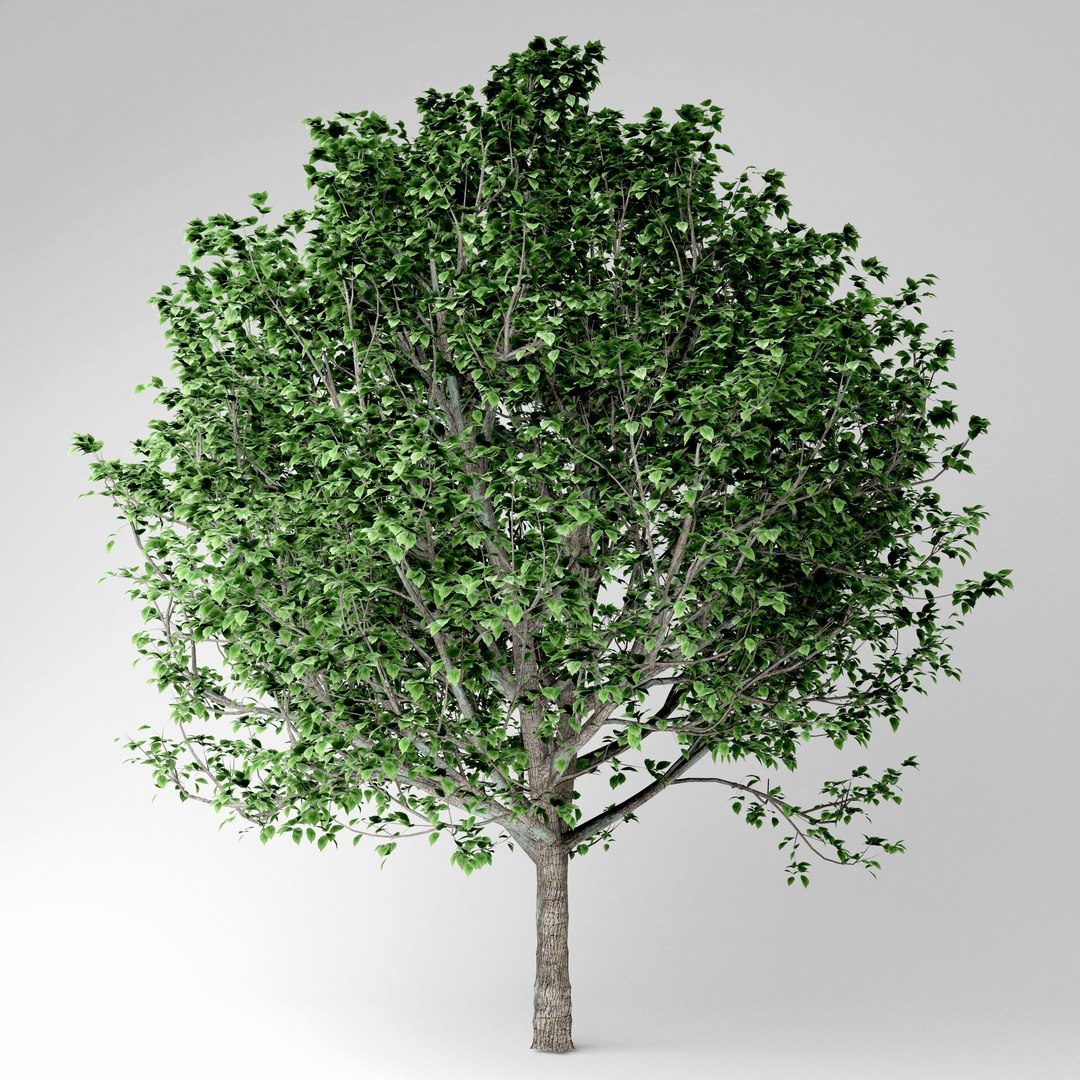3D Model Bradford Pear Tree - TurboSquid 1522891