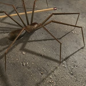 Spider