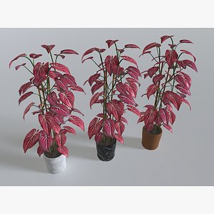 3D Pot Tropical Plant 2