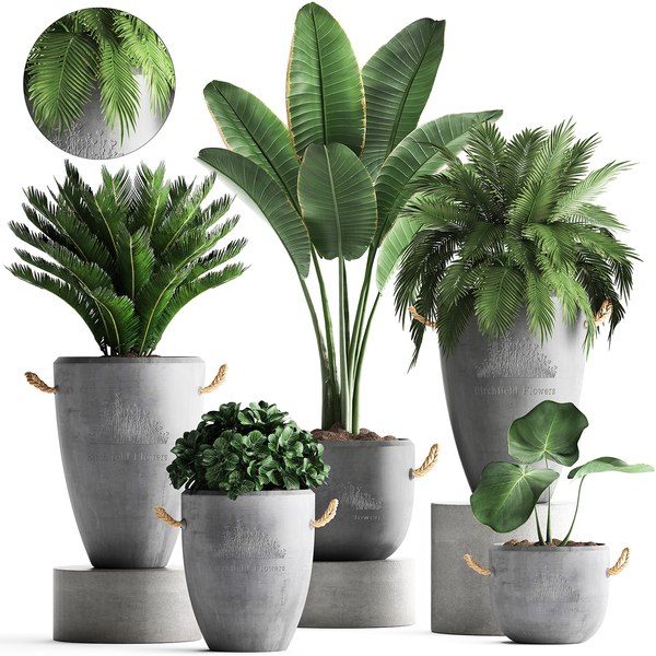 Houseplants exotic plants 3D model - TurboSquid 1447750