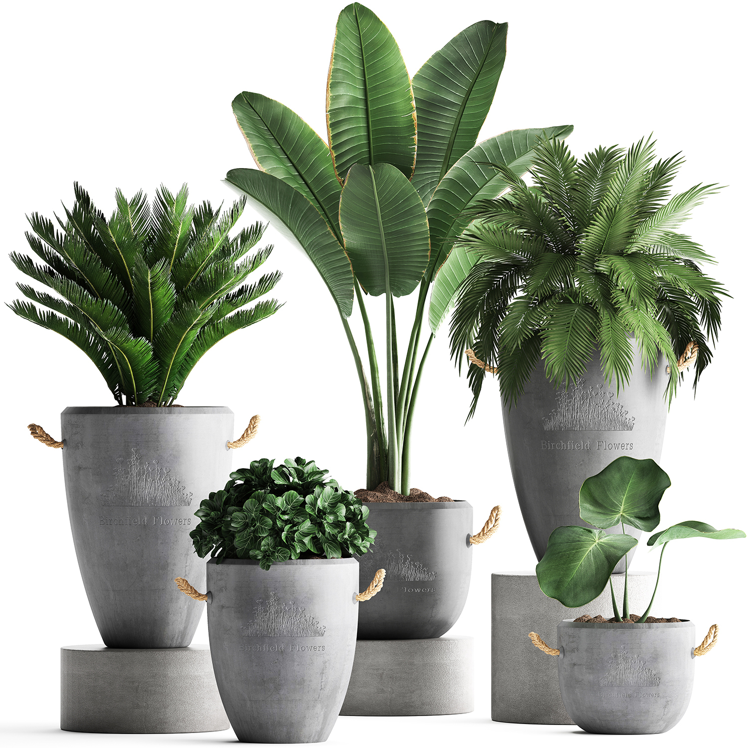 Houseplants exotic plants 3D model - TurboSquid 1447750