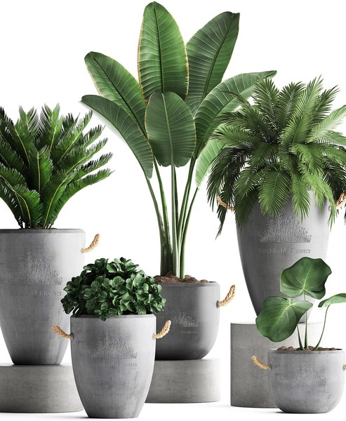 Houseplants exotic plants 3D model - TurboSquid 1447750