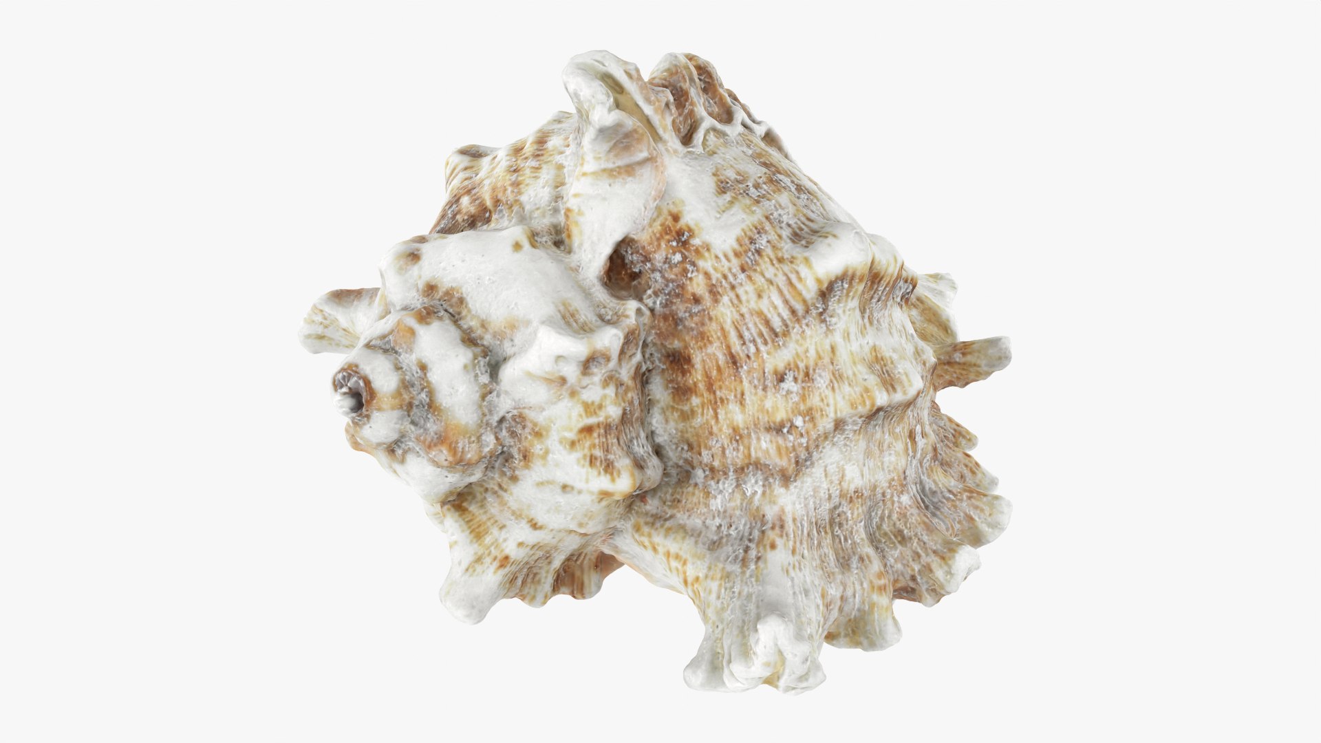 3D Murex Shell 01 - TurboSquid 2408686