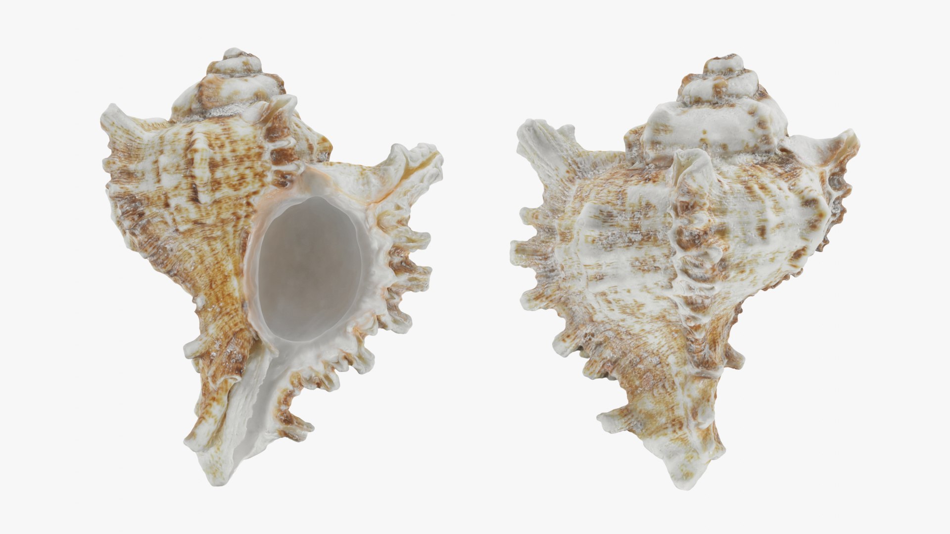 3D Murex Shell 01 - TurboSquid 2408686