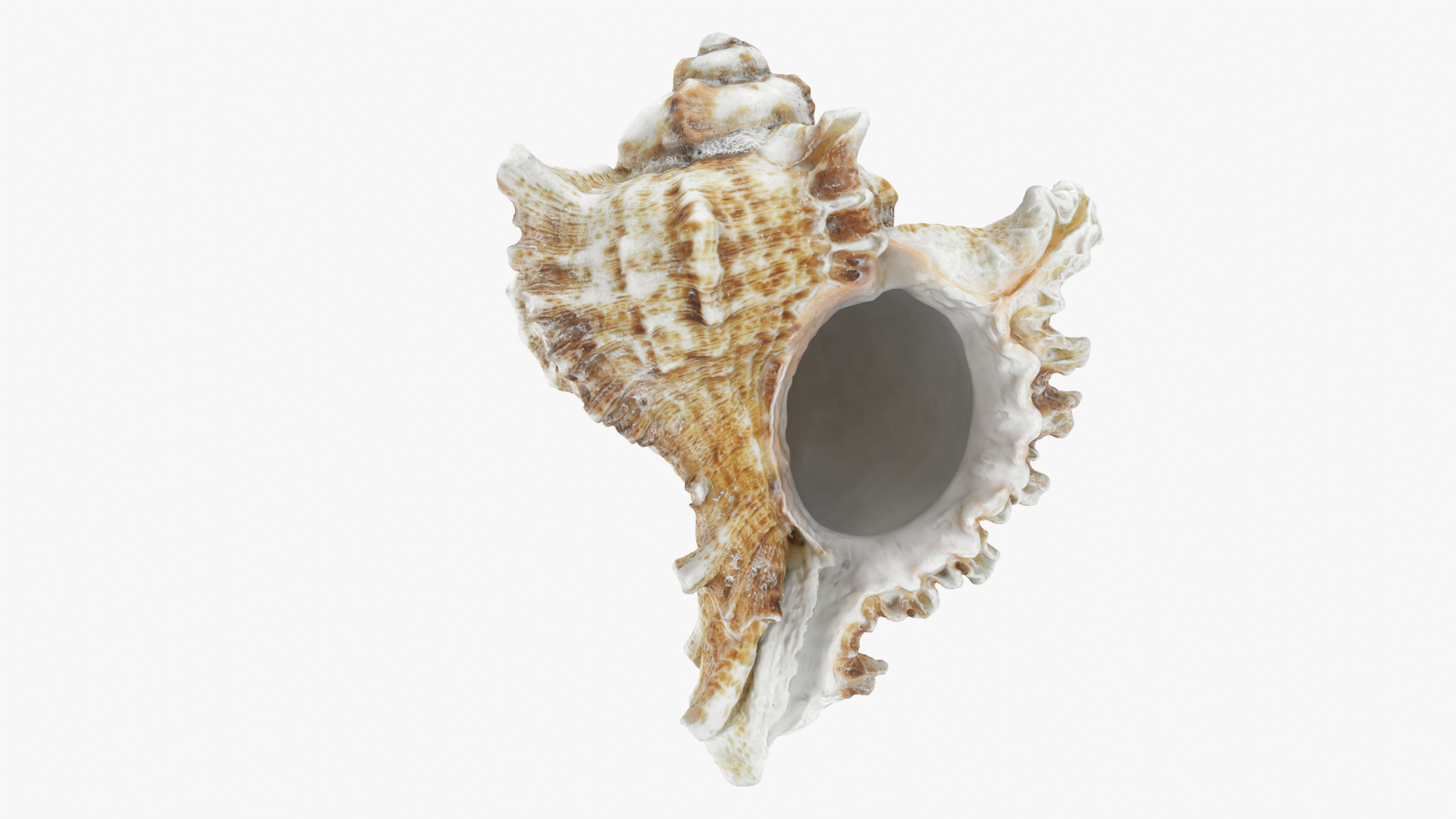 3D Murex Shell 01 - TurboSquid 2408686