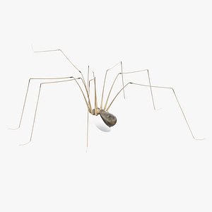 Long-legged House Spider Rigged for Cinema 4D
