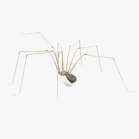 Long-legged House Spider Rigged for Cinema 4D