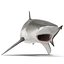 Bull Shark Rigged for Maya