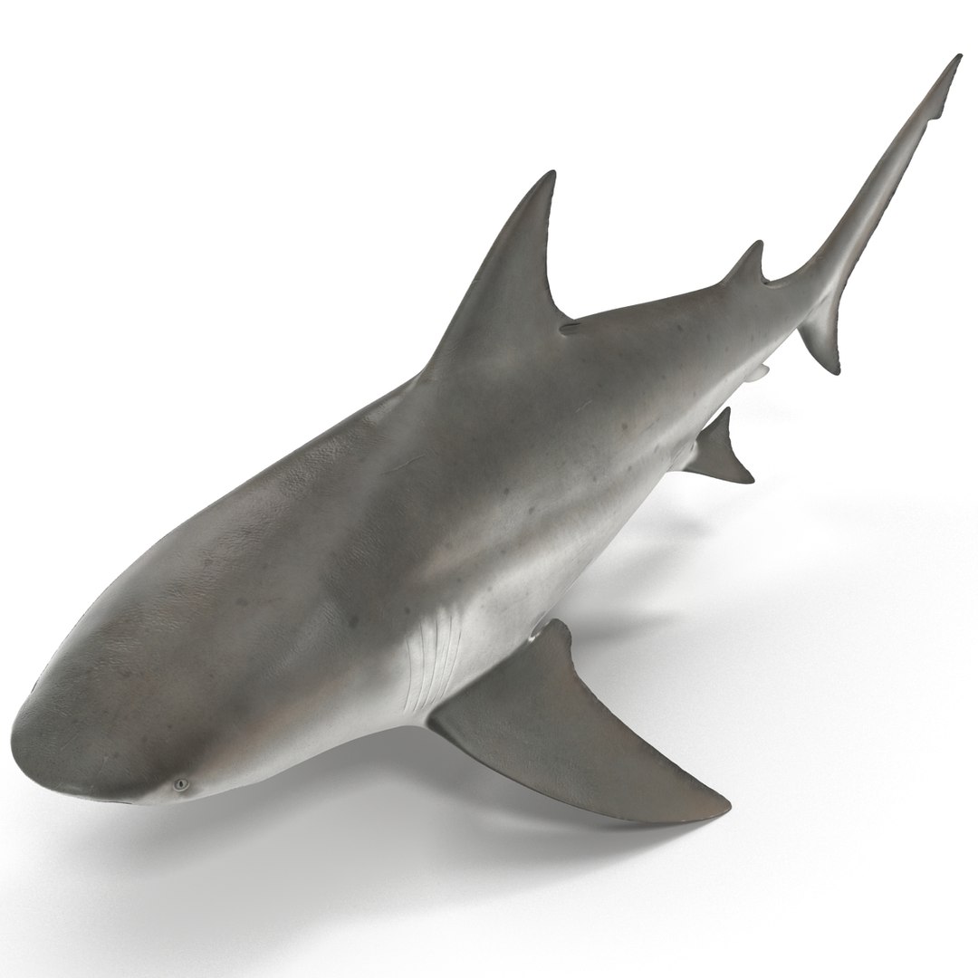 bull shark rigged 3d ma https://p.turbosquid.com/ts-thumb/3A/d3kNfL/G2RhhAs4/bullsharkriggedmayamb3dmodel21/jpg/1482069628/1920x1080/fit_q87/0f58a52dd523a438d8dd432923057128356c065d/bullsharkriggedmayamb3dmodel21.jpg