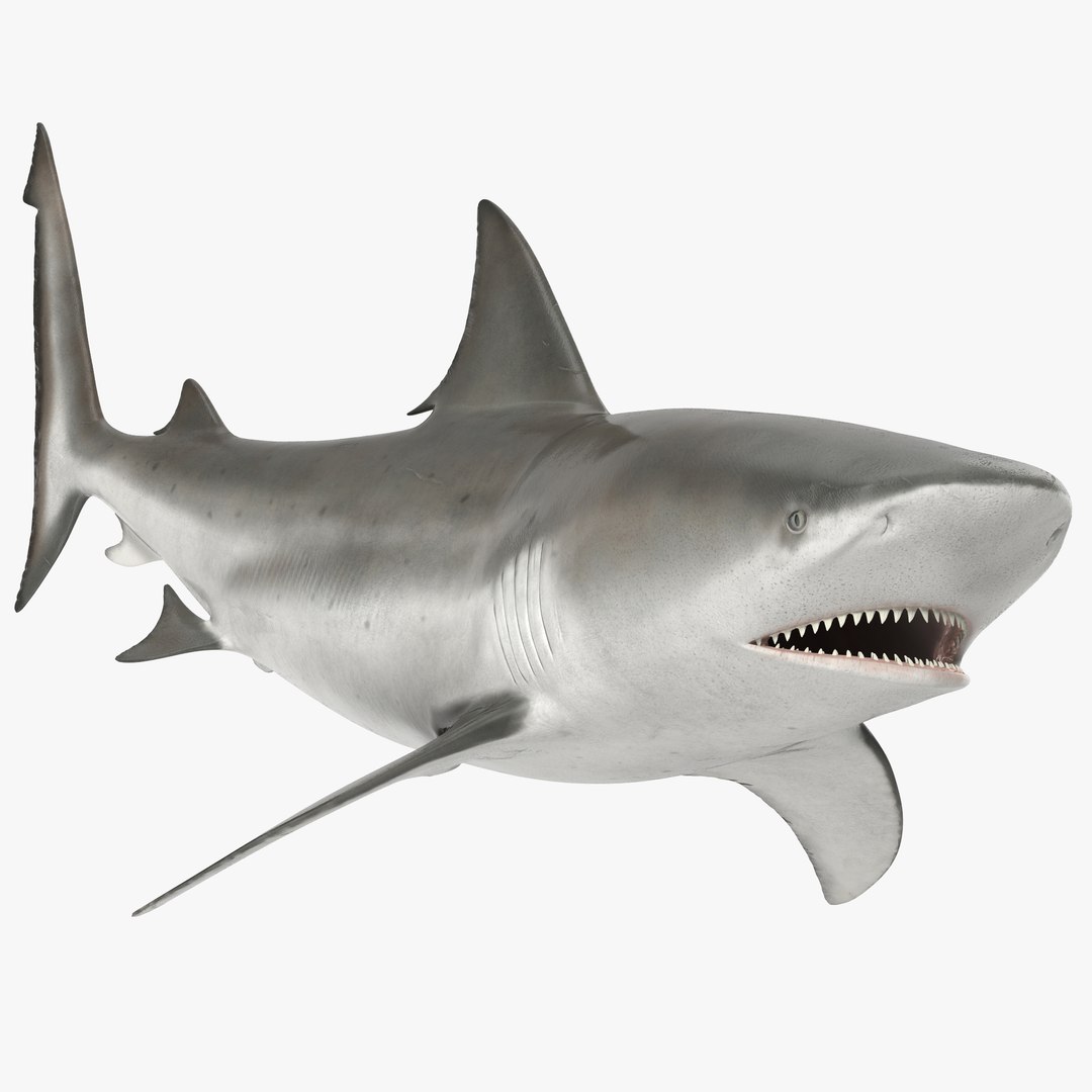 bull shark rigged 3d ma https://p.turbosquid.com/ts-thumb/3A/d3kNfL/NBp1QyZ8/bullsharkriggedmayamb3dmodel02/jpg/1482069628/1920x1080/fit_q87/b63d6c5dd7e772ba480e820e3f73c9079d5f839c/bullsharkriggedmayamb3dmodel02.jpg