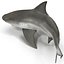 Bull Shark Rigged for Maya