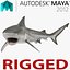 Bull Shark Rigged for Maya
