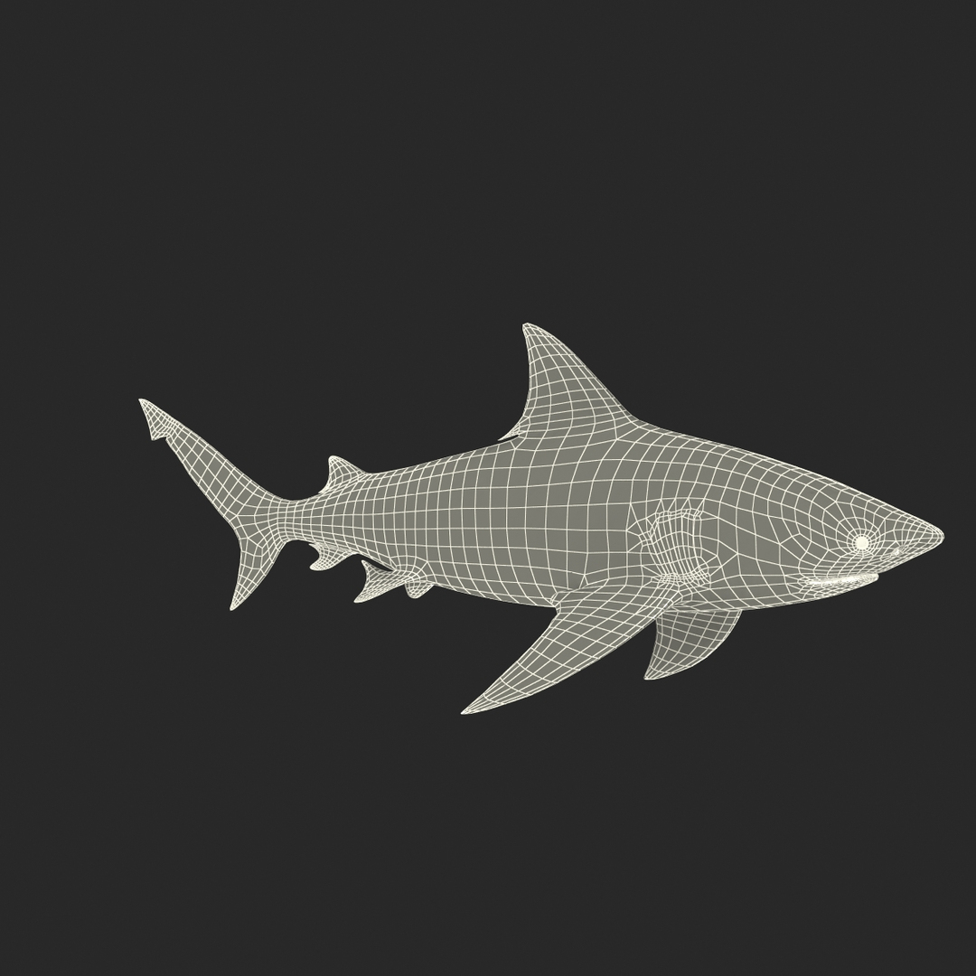 bull shark rigged 3d ma https://p.turbosquid.com/ts-thumb/3A/d3kNfL/ky2IguBx/bull_shark_rigged_361/jpg/1482069668/1920x1080/turn_fit_q99/eafcbaa09df5b47d7b9486c14036a93eddd0d013/bull_shark_rigged_361-1.jpg