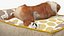 Bulldog duerme en piel de cama para mascotas