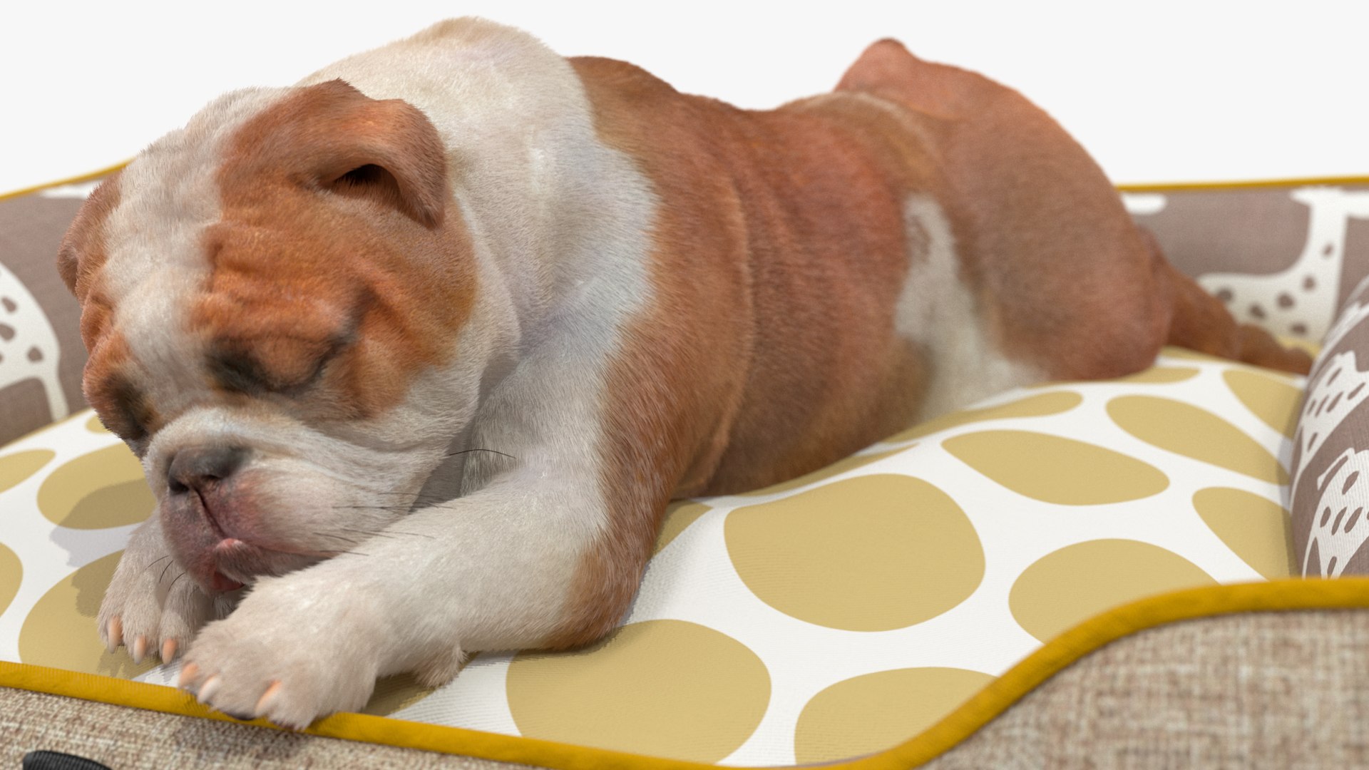 3D Bulldog Sleep in Pet Bed Fur model https://p.turbosquid.com/ts-thumb/3A/fg2M9x/KY/bulldogsleepinpetbedfurvray3dmodel015/jpg/1705872920/1920x1080/fit_q87/96c47424dcd3e6f34ebab95bd49df7771d261d7a/bulldogsleepinpetbedfurvray3dmodel015.jpg