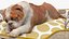 Bulldog duerme en piel de cama para mascotas