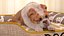 Bulldog duerme en piel de cama para mascotas