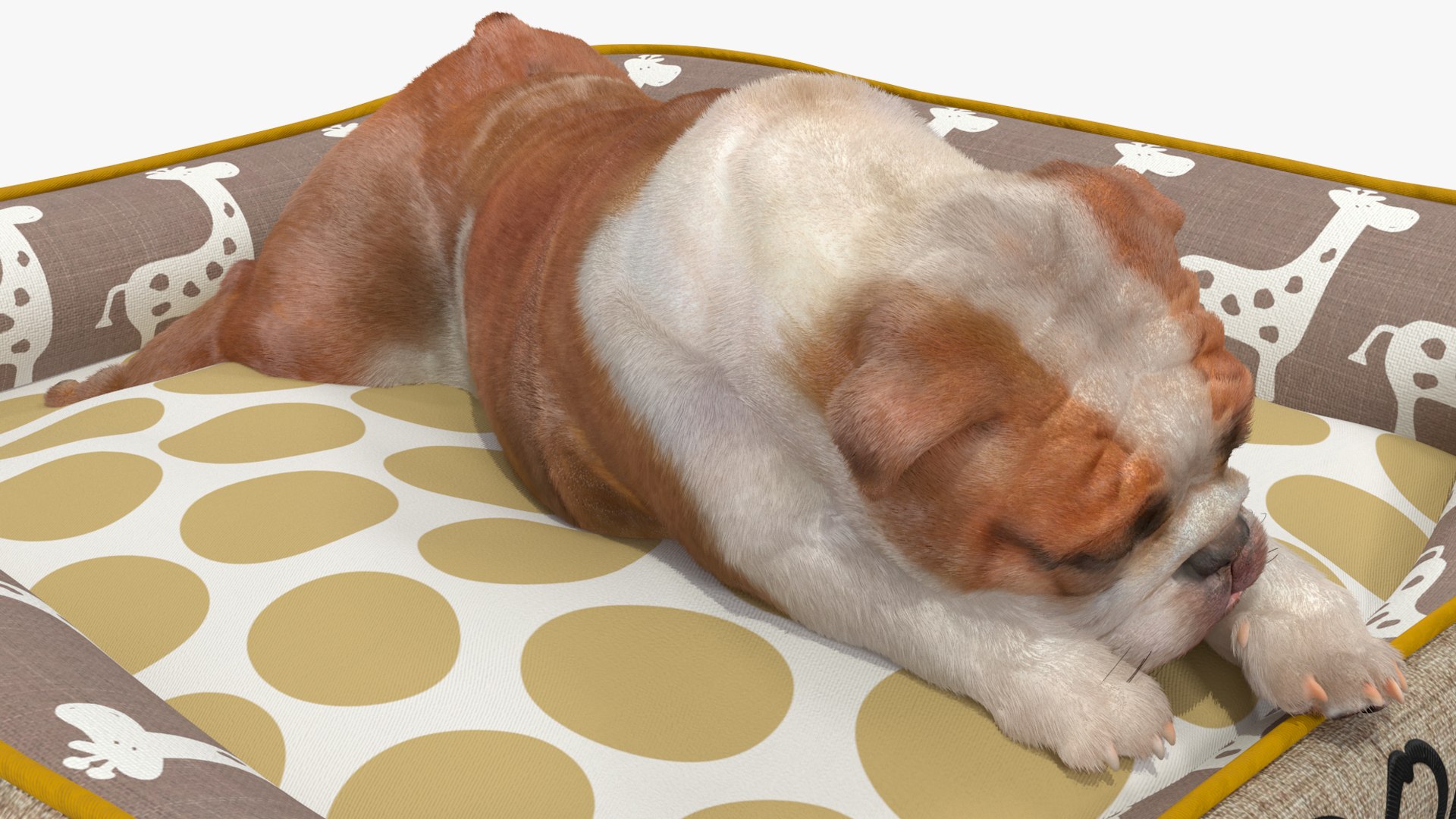 3D Bulldog Sleep in Pet Bed Fur model https://p.turbosquid.com/ts-thumb/3A/fg2M9x/ke/bulldogsleepinpetbedfurvray3dmodel016/jpg/1705872925/1920x1080/fit_q87/211adde4bb6bce6424287be06916b21d8bf49830/bulldogsleepinpetbedfurvray3dmodel016.jpg