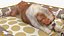 Bulldog duerme en piel de cama para mascotas