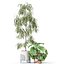 Plants collection 1043 Mambo Riviera