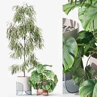 Plants collection 1043 Mambo Riviera