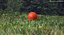 lacrosse ball 3D
