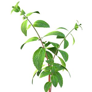 Mint herb plant 3D model