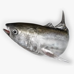 TUNA FISH Rigged  L1569