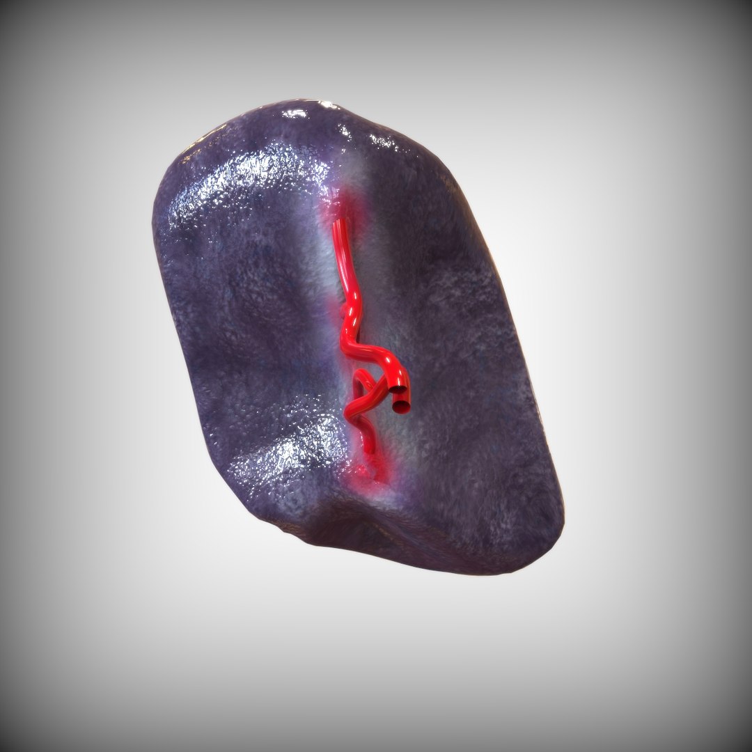 human spleen 3D model https://p.turbosquid.com/ts-thumb/3B/aHzb2e/2x5qA2be/side_view/jpg/1583887404/1920x1080/fit_q87/9d2a932173ef59995000e336f373e219bbb3a9aa/side_view.jpg