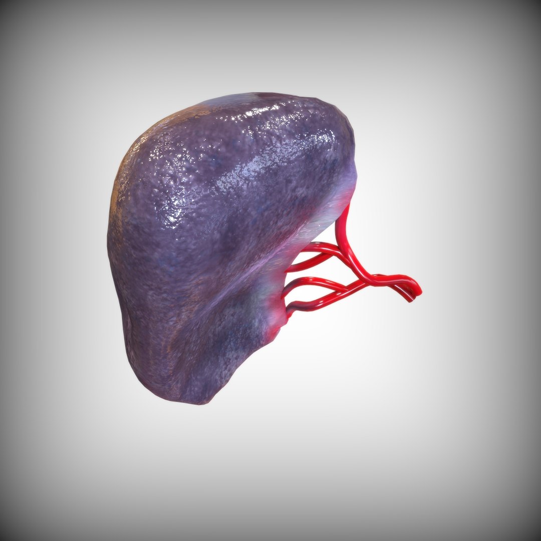 human spleen 3D model https://p.turbosquid.com/ts-thumb/3B/aHzb2e/KeASBoLx/top_view/jpg/1583887404/1920x1080/fit_q87/2b890314174a9d8e9bc68be8d141e96551c8a172/top_view.jpg