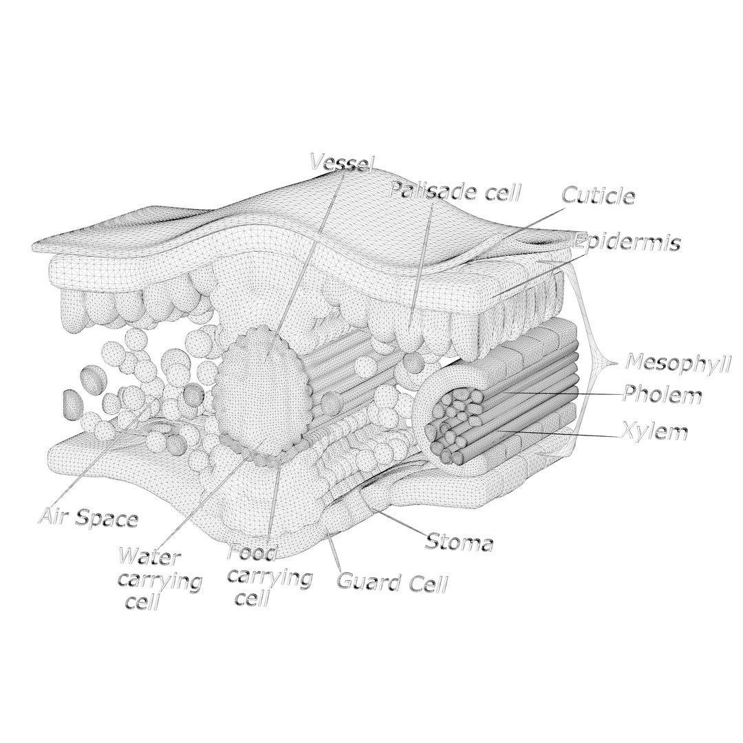 3d Model Leaf Cross Section Anatomy Turbosquid 2054070 5076