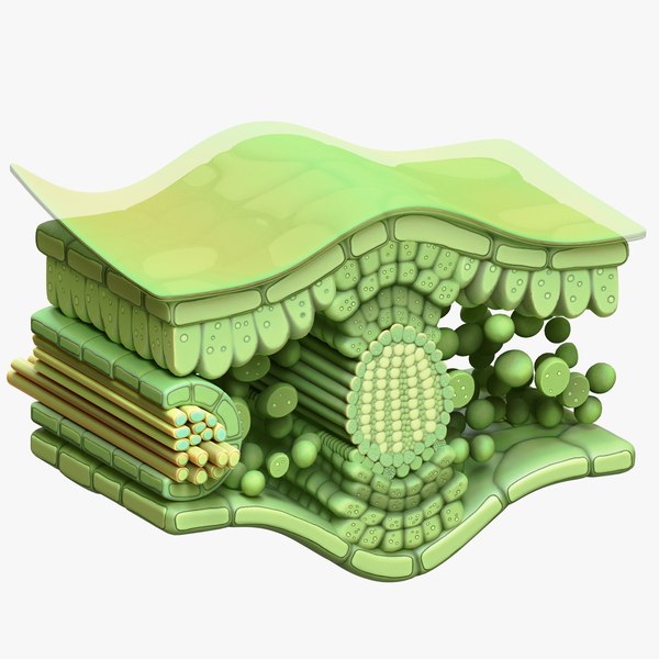 叶横截面解剖学3D模型 - TurboSquid 2054070