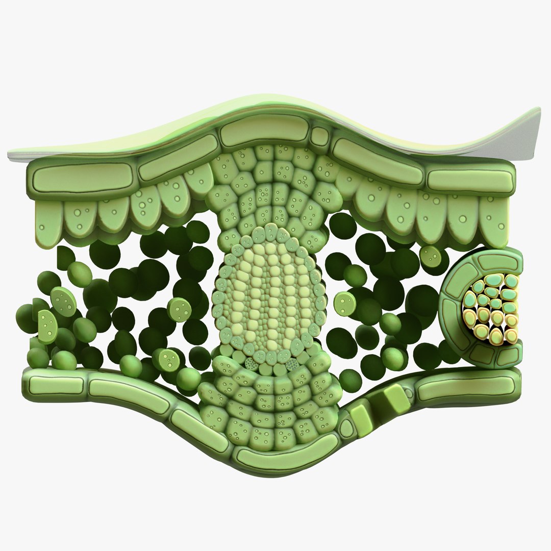 3d Model Leaf Cross Section Anatomy Turbosquid 2054070 0441