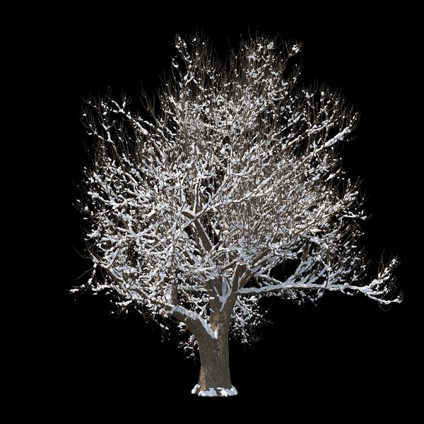 winter tree 05 3D model