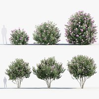 Nerium Oleander Oleander