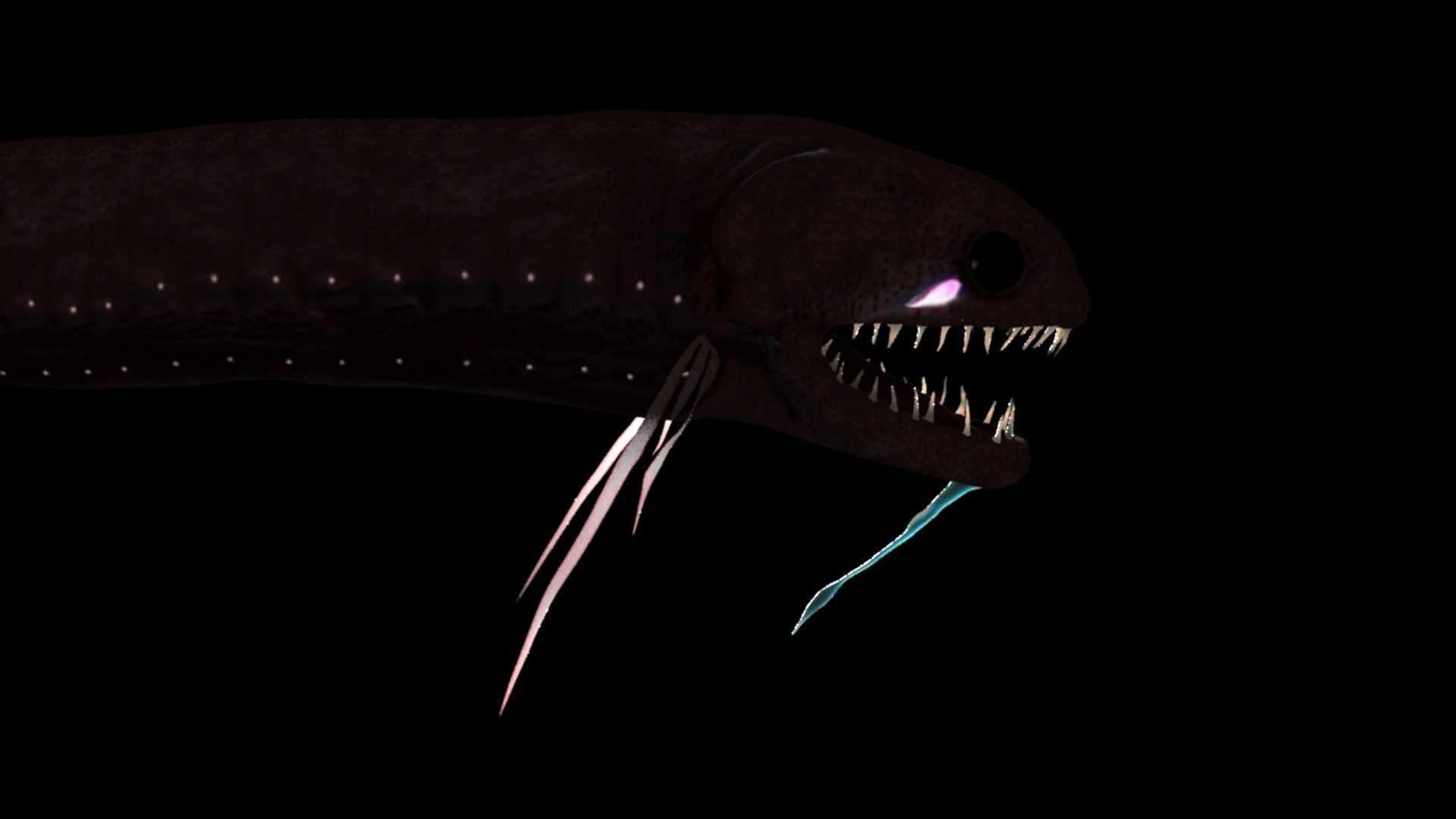 3d Model Dragon Fish Modelling Echiostoma