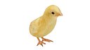 Chicken Chick 2 Yellow(1)